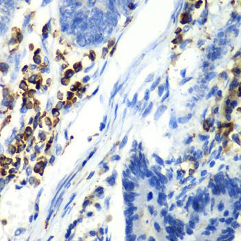 Immunohistochemistry - ASGR1 antibody (144-06871)