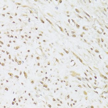 Immunohistochemistry - SNRPA Antibody (144-06410)