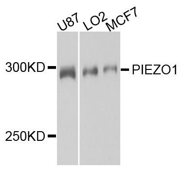 Western blot - PIEZO1 antibody (144-04340)