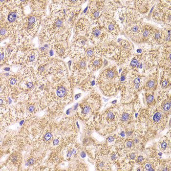 Immunohistochemistry - ST3GAL3 antibody (144-06753)