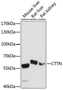 Western blot - CTTN antibody (144-60898)