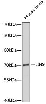 Western blot