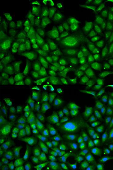 Immunofluorescence - HSPA1L antibody (144-01856)