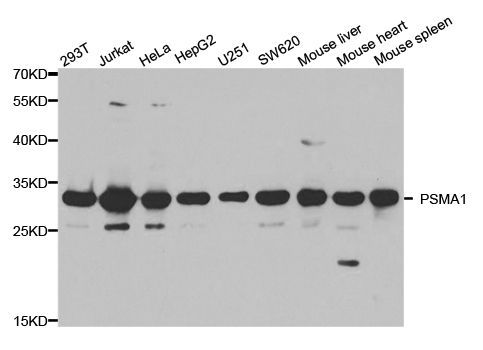 Western blot - PSMA1 Polyclonal Antibody (144-02523)