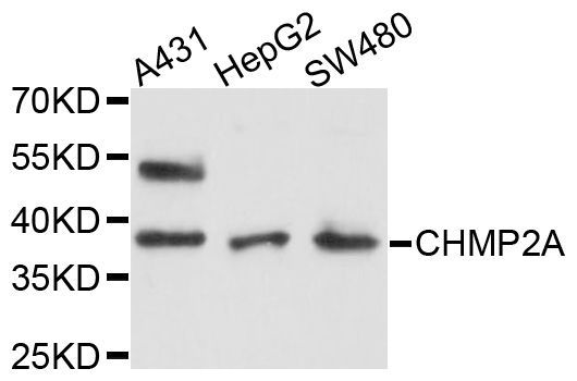 Western blot - CHMP2A Polyclonal Antibody (144-600540)