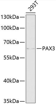 Western blot