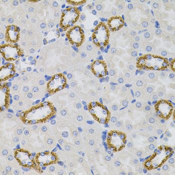 Immunohistochemistry - SIGMAR1 antibody (144-05479)