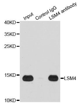 Immunohistochemistry - LSM4 Polyclonal Antibody (144-05891)