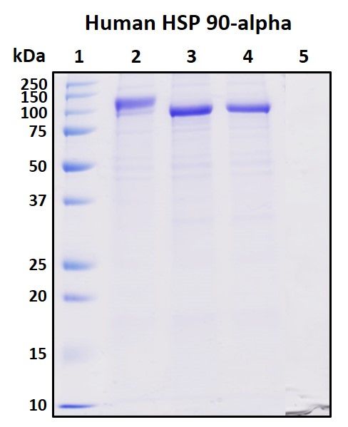 SDS-PAGE