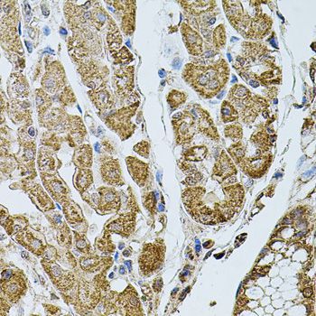 Immunohistochemistry - CHRFAM7A antibody (144-07844)