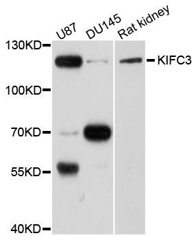 Western blot - KIFC3 antibody (144-08617)