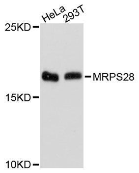 Western blot - MRPS28 antibody (144-04660)