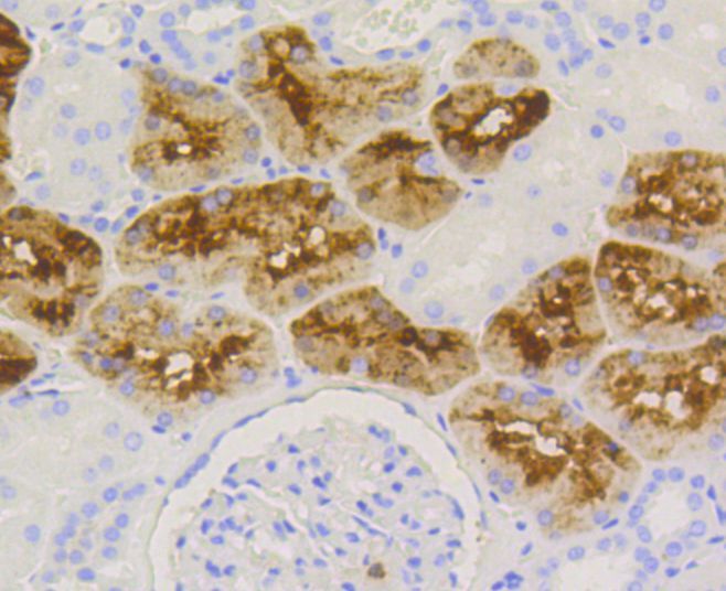 Immunohistochemistry - LYZ antibody (144-10972)