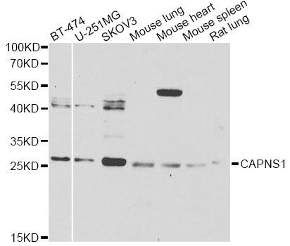 Western blot - CAPNS1 Antibody (144-06539)