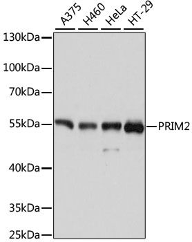Western blot - PRIM2 antibody (144-011633)