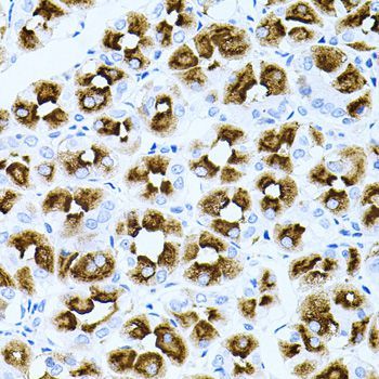 Immunohistochemistry - DLK1 antibody (144-06578)
