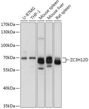 Western blot