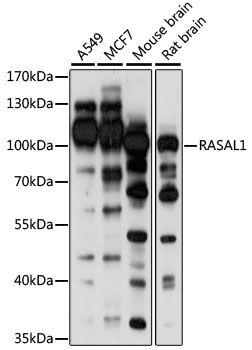 Western blot