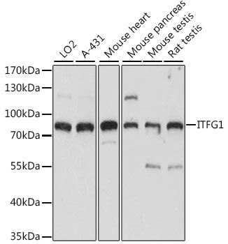 Western blot - ITFG1 antibody (144-015901)
