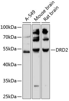 Western blot