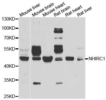 Western blot - NHLRC1 antibody (144-06669)