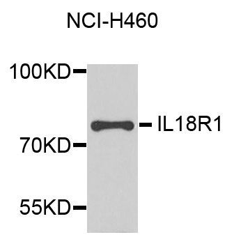 Western blot - IL18R1 antibody (144-02706)