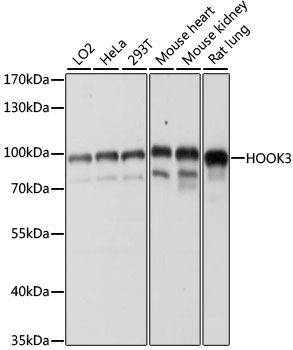 Western blot - HOOK3 antibody (144-61100)