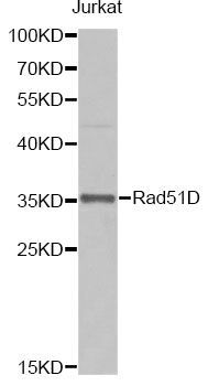 Western blot - Rad51D antibody (144-07534)