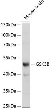Western blot