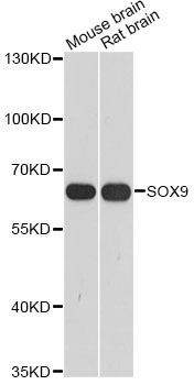 Western blot - SOX9 Polyclonal Antibody (144-02479)