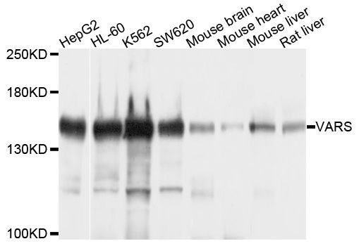 Western blot - VARS Polyclonal Antibody (144-04182)