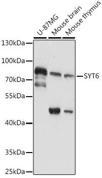 Western blot