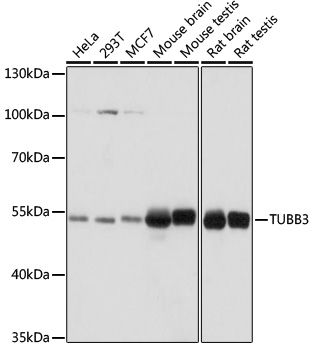 Western blot