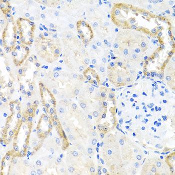 Immunohistochemistry - BSND antibody (144-07747)