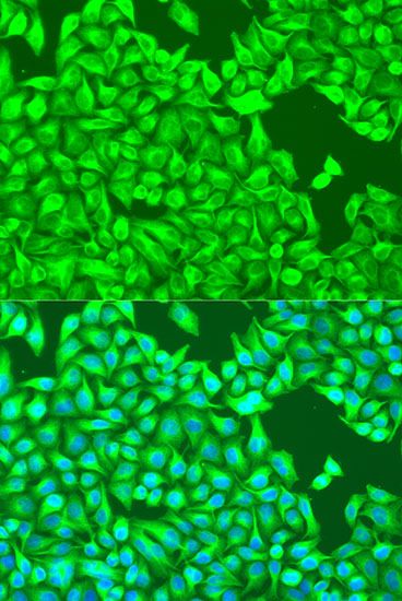 Immunofluorescence - TUBB8 antibody (144-12617)