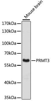Western blot - PRMT3 antibody (144-60169)