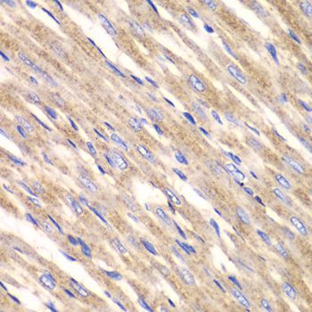 Immunofluorescence - SLC25A4 Polyclonal Antibody (144-01882)