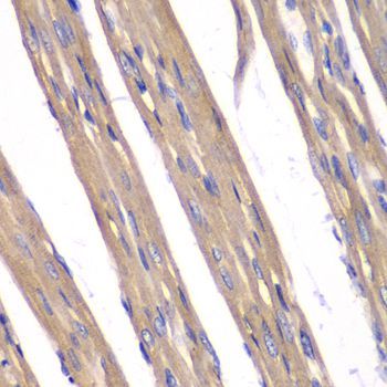 Immunohistochemistry - FXN antibody (144-01745)