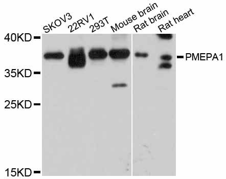 Western blot - PMEPA1 antibody (144-012171)