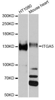 Western blot - ITGA5 antibody (144-06209)