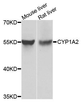 Western blot - CYP1A2 Polyclonal Antibody (144-00062)