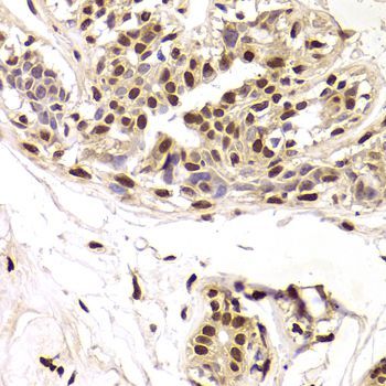 Immunohistochemistry - SNRPA Antibody (144-06410)