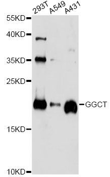 Western blot - GGCT antibody (144-61403)