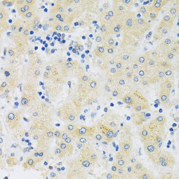 Immunohistochemistry - SLC39A7 antibody (144-03343)
