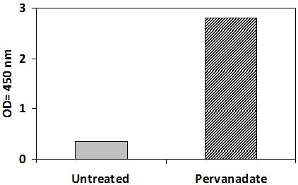 ROR2 Pervanadate Stimulation of Jurkat Cell Line
