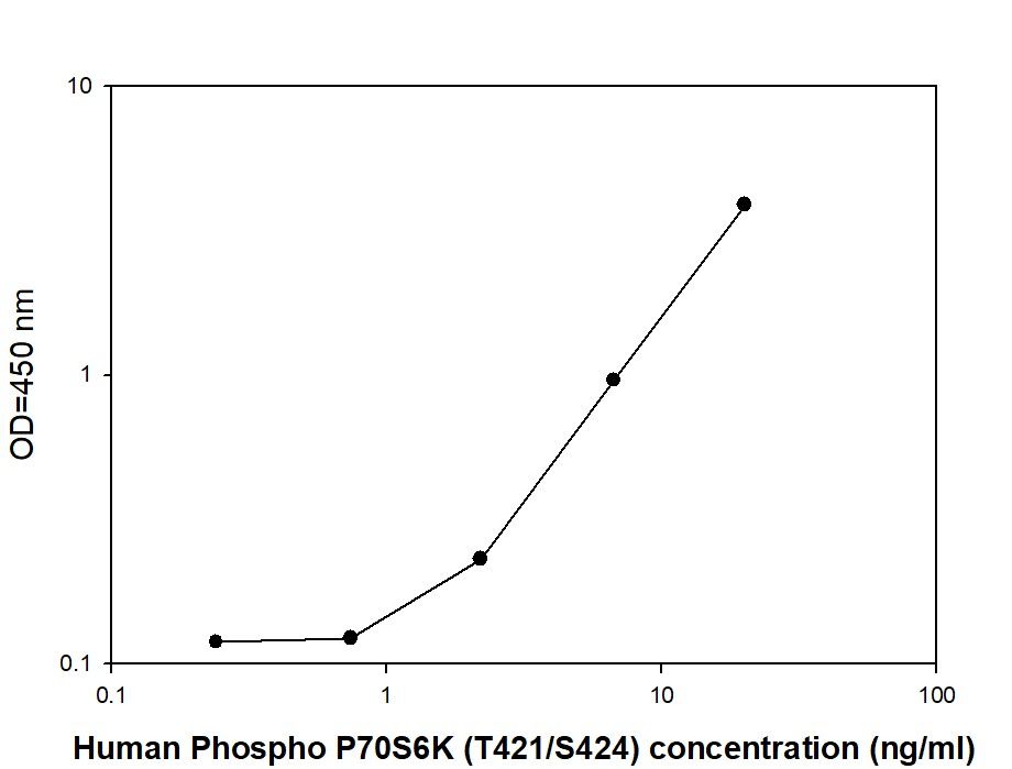 P70S6K (T421/S424) - Positive Control