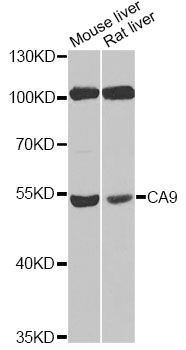 Western blot - CA9 Polyclonal Antibody (144-01658)