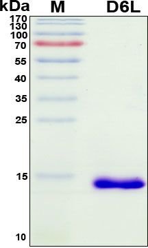SDS-PAGE