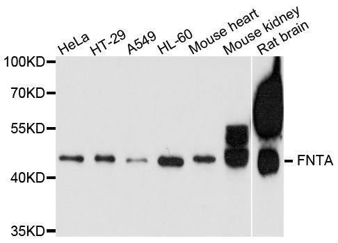 Western blot - FNTA antibody (144-08805)