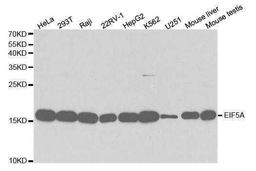 Western blot - EIF5A Polyclonal Antibody (144-02016)